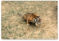 Two Amur tigers leave for Jewish Autonomous Region