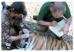 Preparing tigers for release into the wild