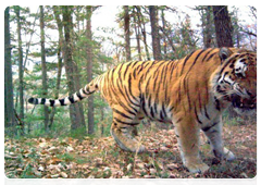 Photographing Amur tigers with camera traps at the Sikhote-Alin Nature Reserve