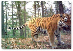 Новые тигриные кадры с фотоловушек