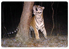 The striking male Dzhigit photographed by a camera trap