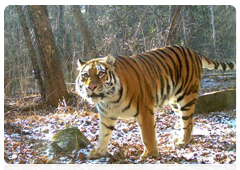 Mira the tigress photographed by a camera trap