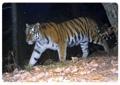 An unnamed tigress has lived in the reserve since 2006. Photo from a photo trap