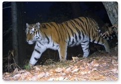 Студенческий отряд «Тигр» придумывает имя маме-тигрице