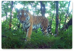 Учёные получили интересные видеокадры из жизни амурского тигра