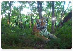 Amur tiger in photos from camera traps at the Leopard Land National Park