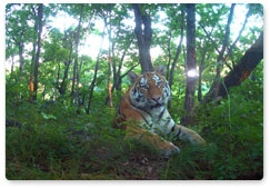Moscow biologists teach children about Amur tiger conservation