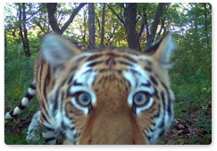 Новые фото амурского тигра с фотоловушек нацпарка «Земля леопарда»