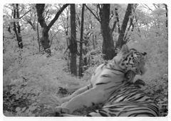 Амурский тигр на снимках фотоловушек в национальном парке «Земля леопарда»