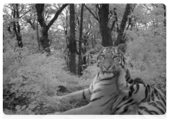Amur tiger in photos from camera traps at the Leopard Land National Park