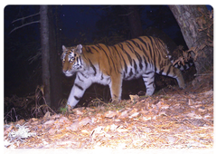 This nameless tigress has been living in the reserve since 2006