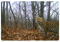 Meet the leopard called Sochi