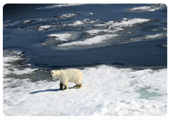 A polar bear on Vaigach Island