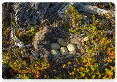 Представители фауны Соловецких островов (Фотография © Андрей Каменев)