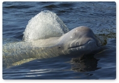 White whales from Srednyaya Bay to return to their natural habitat