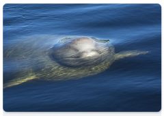A beluga whale (Photo © Andrei Kamenev)