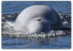 Six belugas and two orcas from Srednyaya Bay released in the Khabarovsk Territory