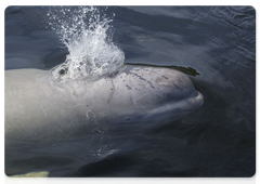 A beluga whale (Photo © Andrei Kamenev)