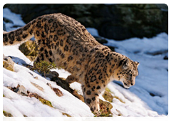 My Snow Leopard international wildlife festival
