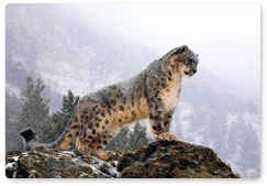 My Snow Leopard international wildlife festival