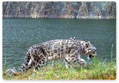 Ichthyander the swimming snow leopard