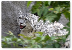 23 October marks International Snow Leopard Day