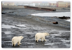 How to protect people and polar bears?