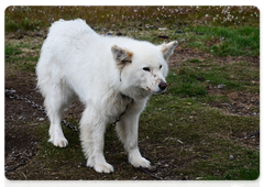 On Vaigach Island even sled dogs look like polar bears