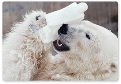 Comprehensive polar bear study gets underway in the Arctic