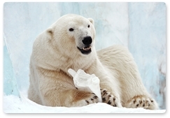 Polar bear fed by oil workers may be placed in a zoo