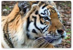 Amur tiger Zhorik is the star of the 2014 World Judo Championships