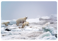 Polar bear encounters up in July