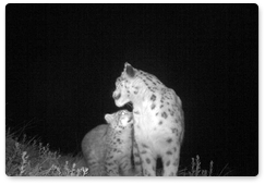 Snow leopard cubs born at Sayano-Shushensky Nature Reserve