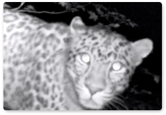 Дальневосточный леопард оставил «подпись» на видеоловушке