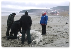 Another polar bear killed by poachers