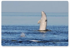 19 февраля – Всемирный день защиты морских млекопитающих