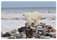 В Якутии началось осеннее наблюдение за белыми медведями