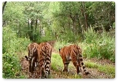 В национальном парке «Земля леопарда» появилась многодетная семья амурских тигров