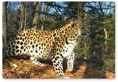 Школьники из посёлка Славянка дали леопарду «пятнистое имя»