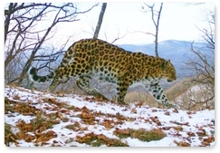 Far Eastern leopard count gets underway