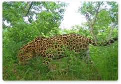 First entries submitted for Leopard Keeper contest