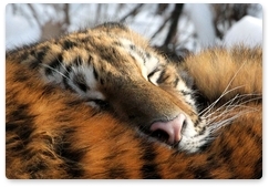 В КНР откроют трансграничные заповедники для сохранения тигра