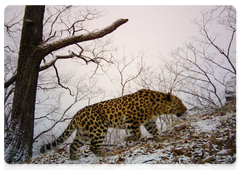 Malchik the leopard