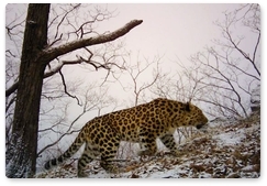 Meet Malchik, the leopard