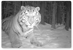 Over 1,000 camera traps to be set up in the Far East