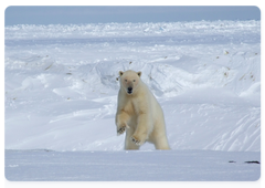 A polar bear. Photo by Yevgeny Siv-Siv