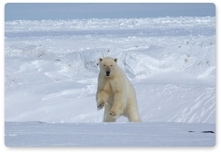 Chukotka resident’s surprise encounter with polar bear