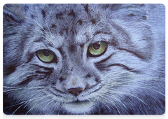 Works by the winners in the Wild Cats of South Siberia contest of drawings, photos and souvenirs