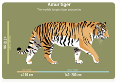 Getting to know the Amur tiger