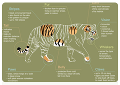 Amur tiger. Specific biological traits of the northernmost tiger
